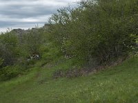 F, Lozere, Fraissinet-de-Fourques, Nimes-le-Vieux 69, Saxifraga-Willem van Kruijsbergen